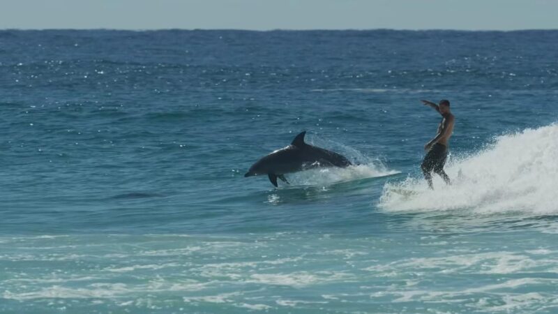 Filipe Toledo pega onda junto com golfinhos em Gold Coast: “Coisas que só o surfe proporciona”