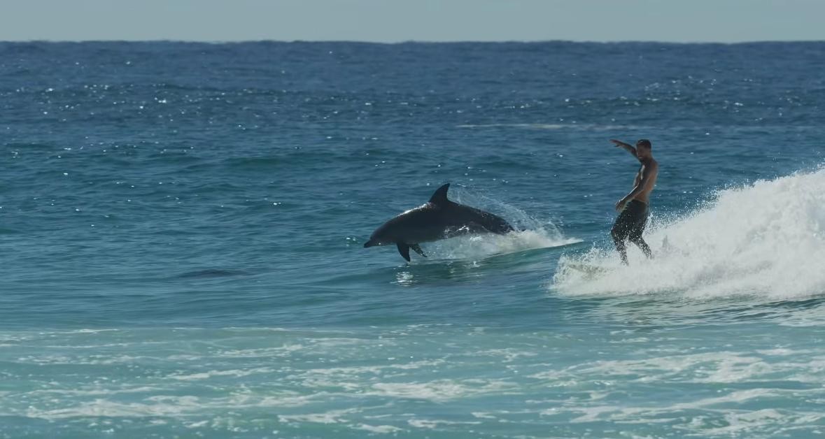 Filipe Toledo pega onda junto com golfinhos em Gold Coast: “Coisas que só o surfe proporciona”