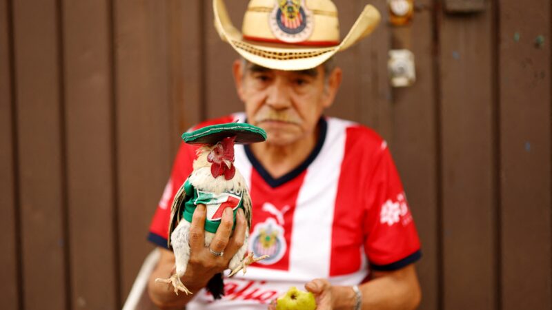 Mascotes da Copa: animais ‘torcedores’ chamam atenção perto de estádio no México; veja FOTOS
