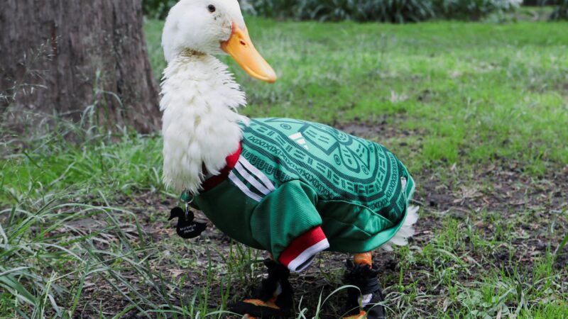 Pato sensação da Copa do Mundo é barrado em jogo do México