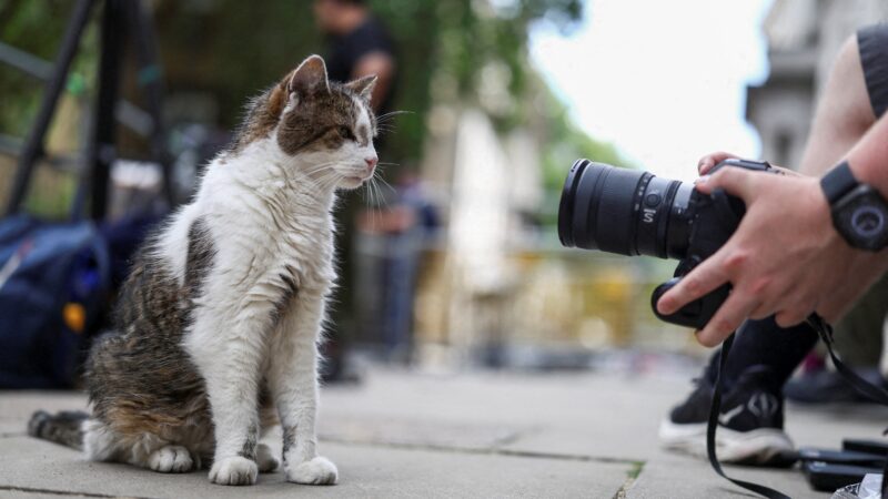 Larry, gato oficial da residência do premiê do Reino Unido, já é recordista de tutores no cargo; conheça o ‘primeiro-felino’