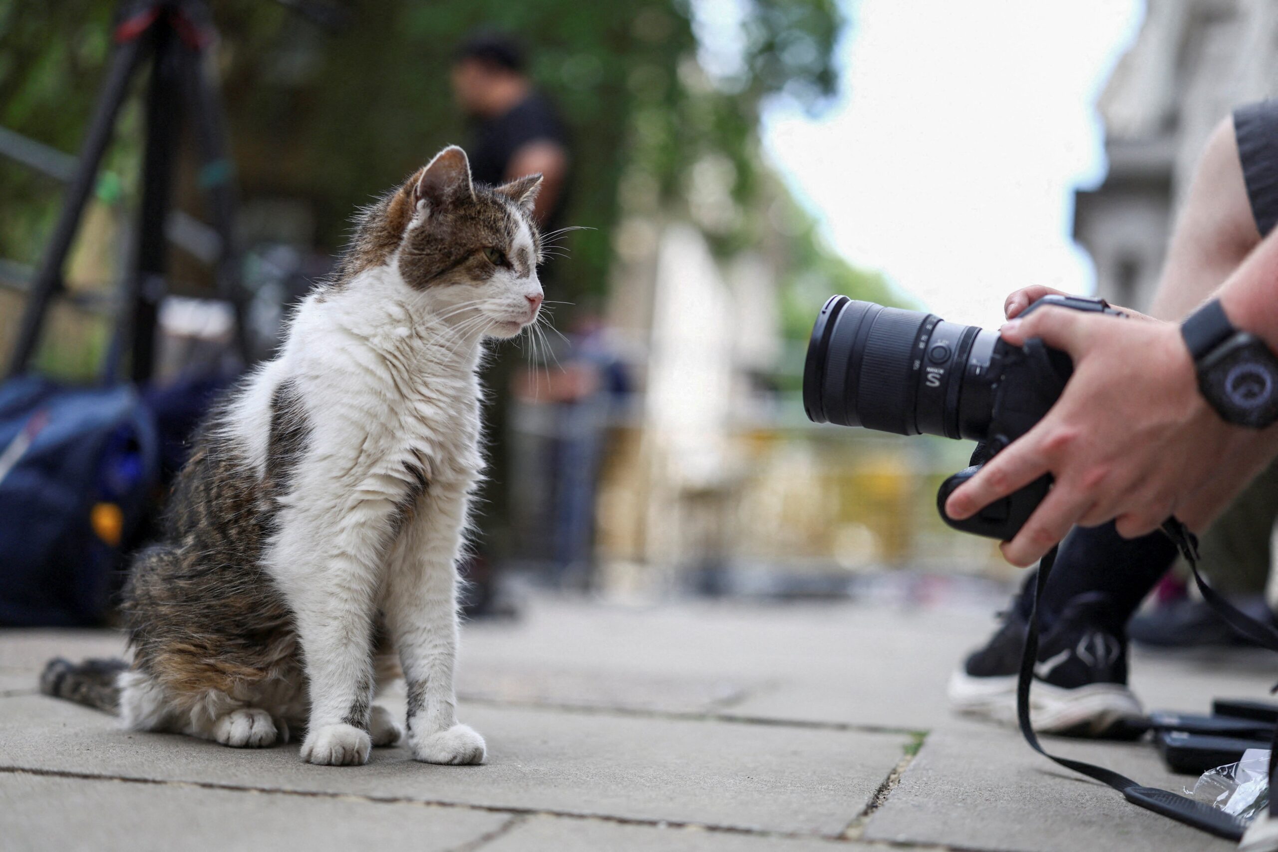Larry, gato oficial da residência do premiê do Reino Unido, já é recordista de tutores no cargo; conheça o ‘primeiro-felino’