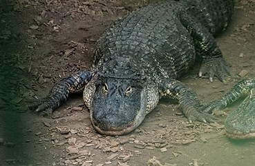 Homem é preso após menino de 3 anos cair dentro de recinto de crocodilos em zoo no Reino Unido