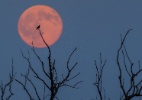 O que é a lua de morango? Fenômeno poderá ser observado hoje no Brasil