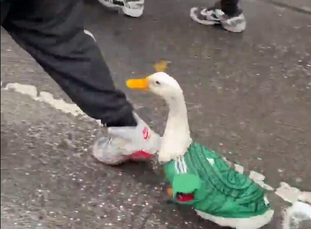 Pato com camisa do México passeia entre torcedores e vira sensação nas redes; vídeo