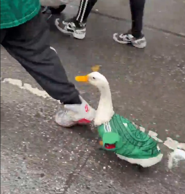 Pato com camisa do México passeia entre torcedores e vira sensação nas redes; vídeo