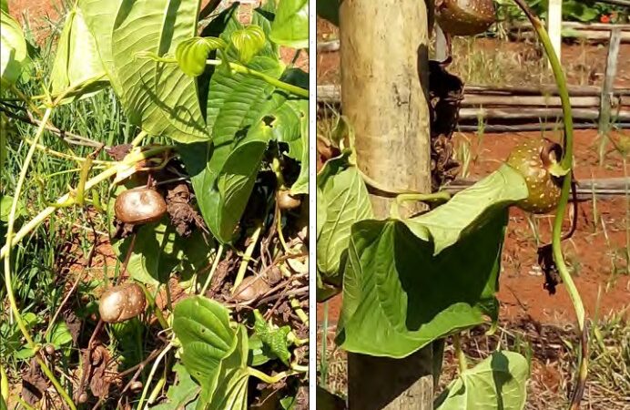 Conhece o cará-do-ar? Veja curiosidades e dicas de cultivo