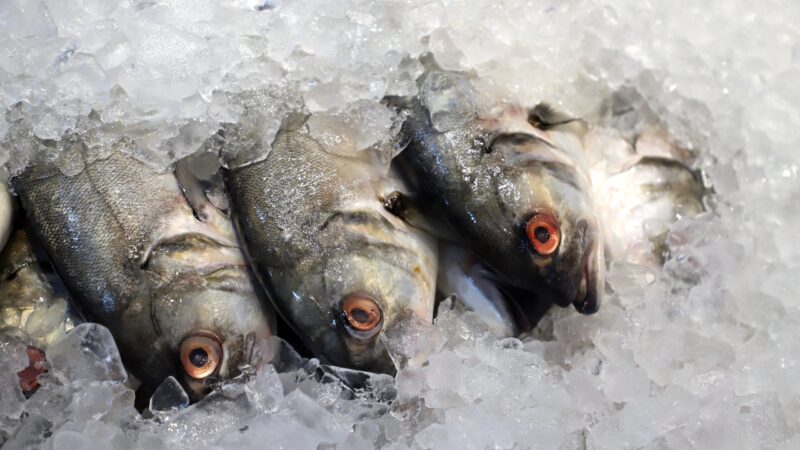 UE avalia reabrir seu mercado para pescados brasileiros