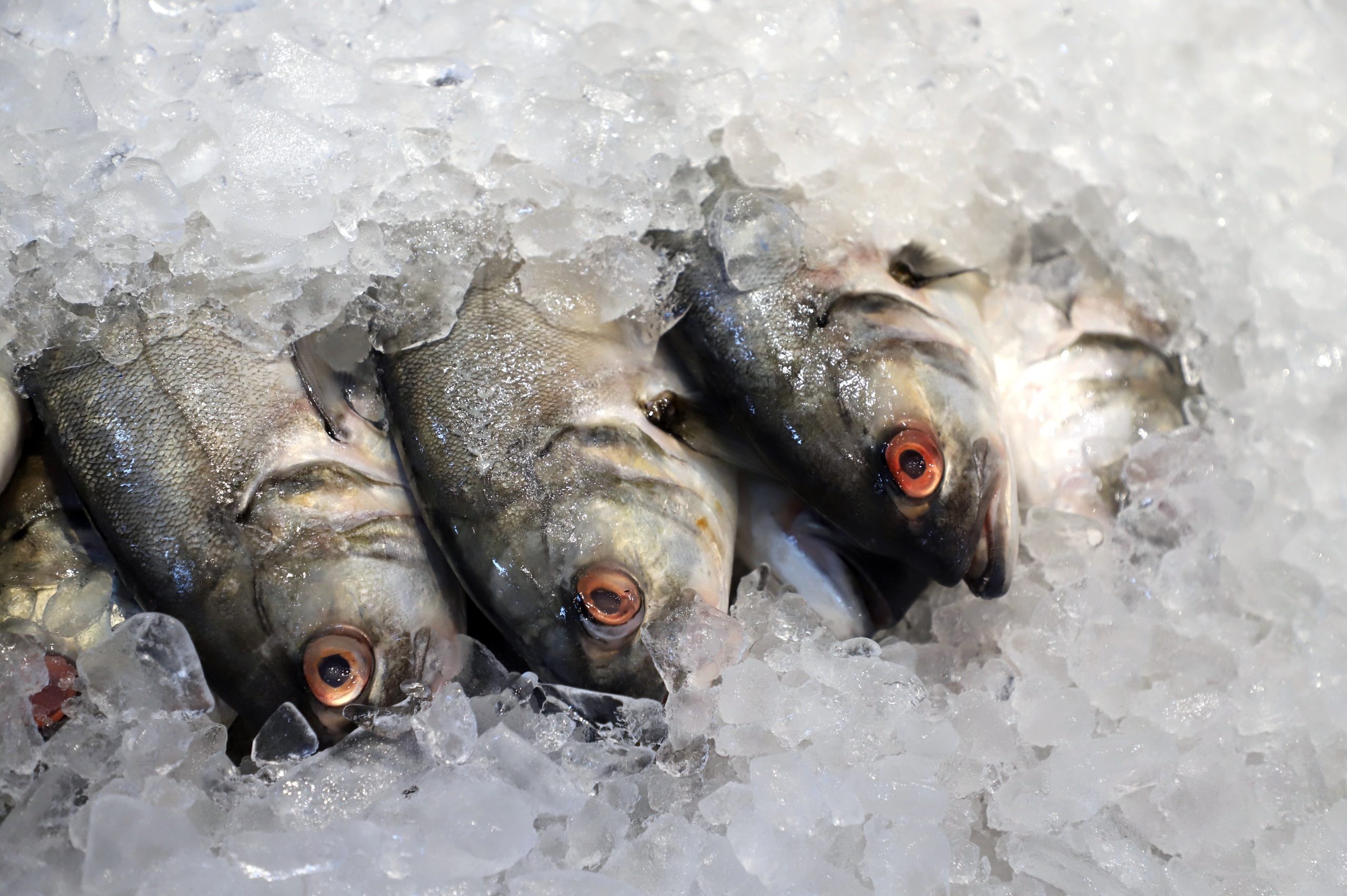 UE avalia reabrir seu mercado para pescados brasileiros