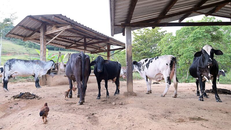 China reconhece Brasil como livre de febre aftosa e suspende restrições