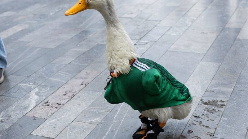 Homem tenta roubar marca do pato mexicano sensação da Copa, e governo promete ajudar família