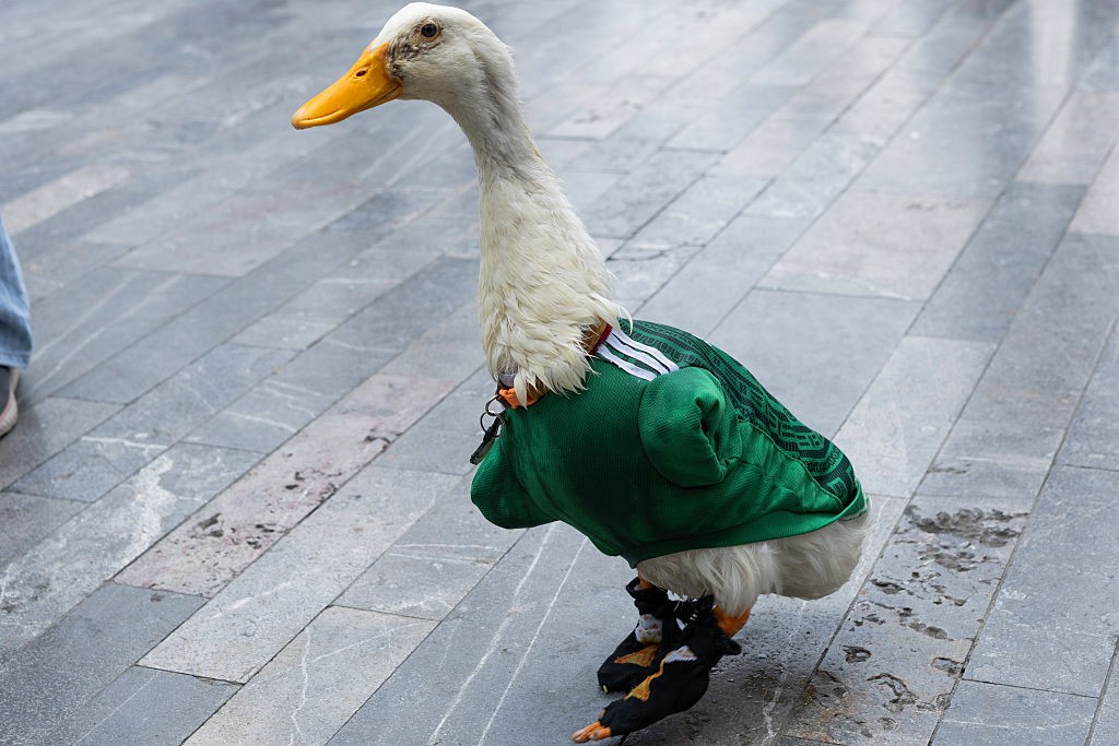 Homem tenta roubar marca do pato mexicano sensação da Copa, e governo promete ajudar família