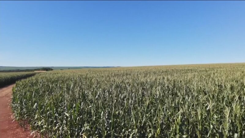 El Niño pode beneficiar safras do Brasil e na Argentina, diz relatório
