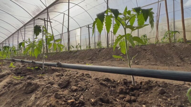 Número de jovens no campo diminui no interior de SP e acende alerta para sucessão no agro