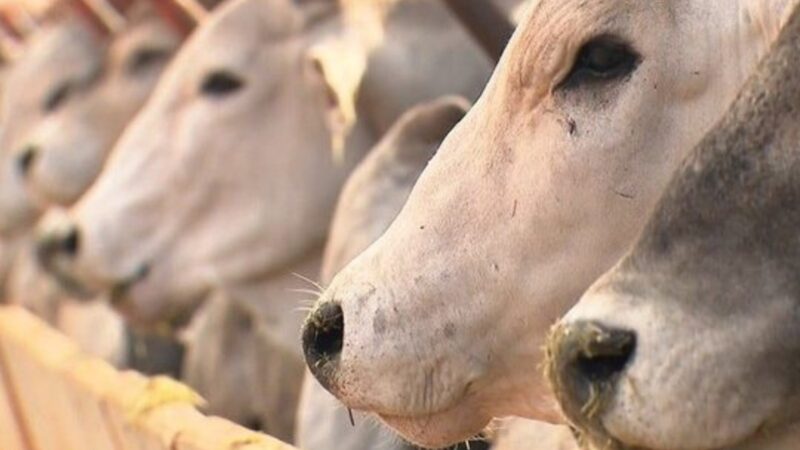 Entenda a polêmica sobre o uso de antibióticos na produção de carnes