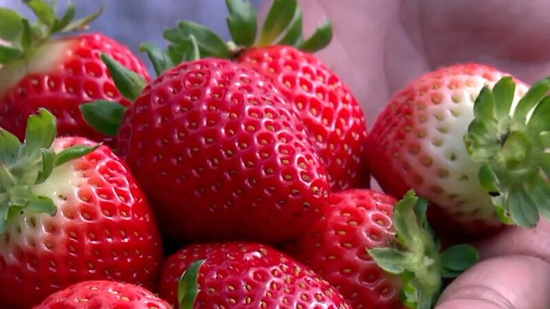 Como cultivar morango?