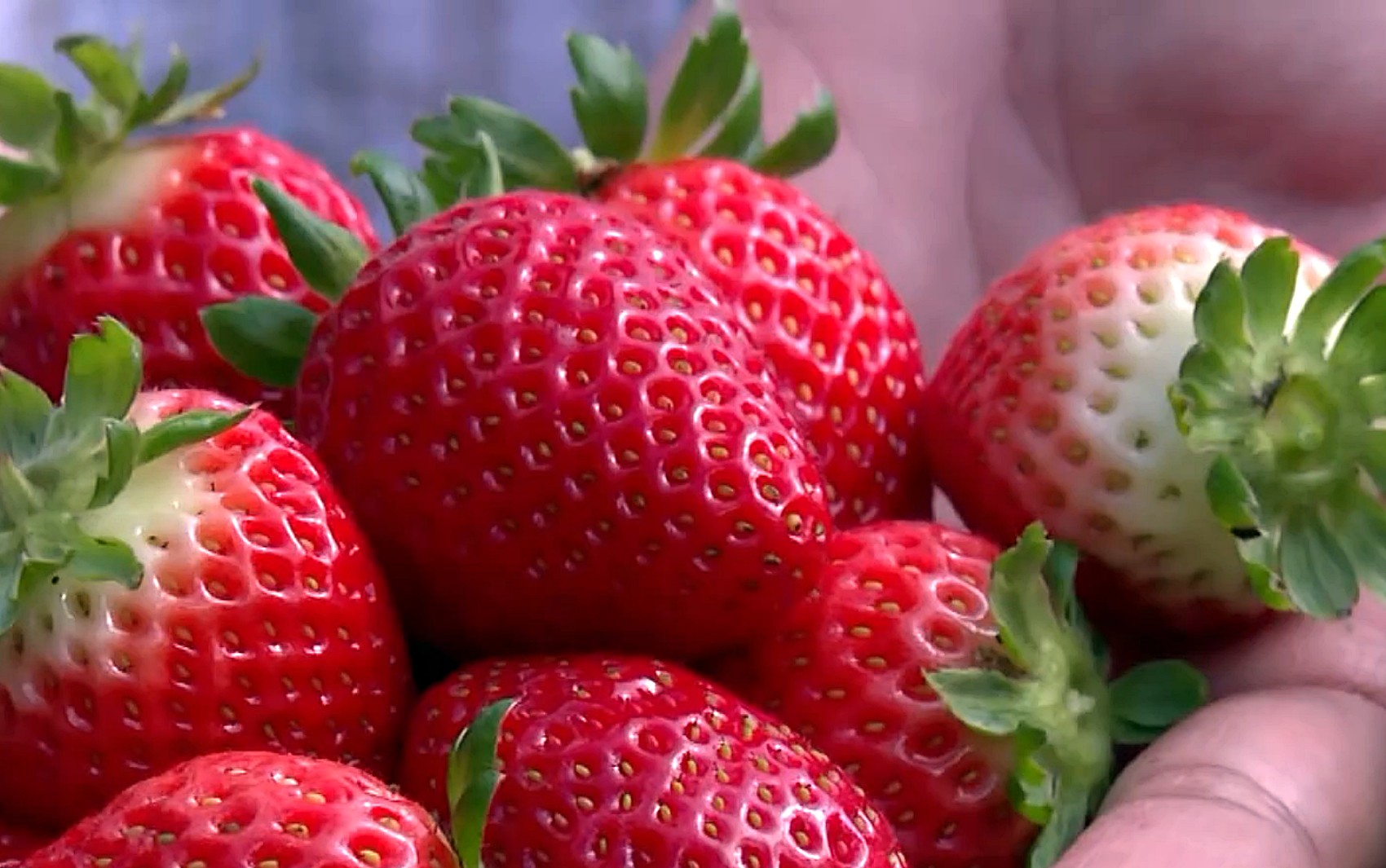 Como cultivar morango?
