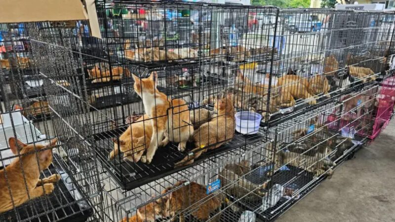 Rede que roubava gatos para consumo humano é desmantelada no Vietnã e centenas de animais são salvos