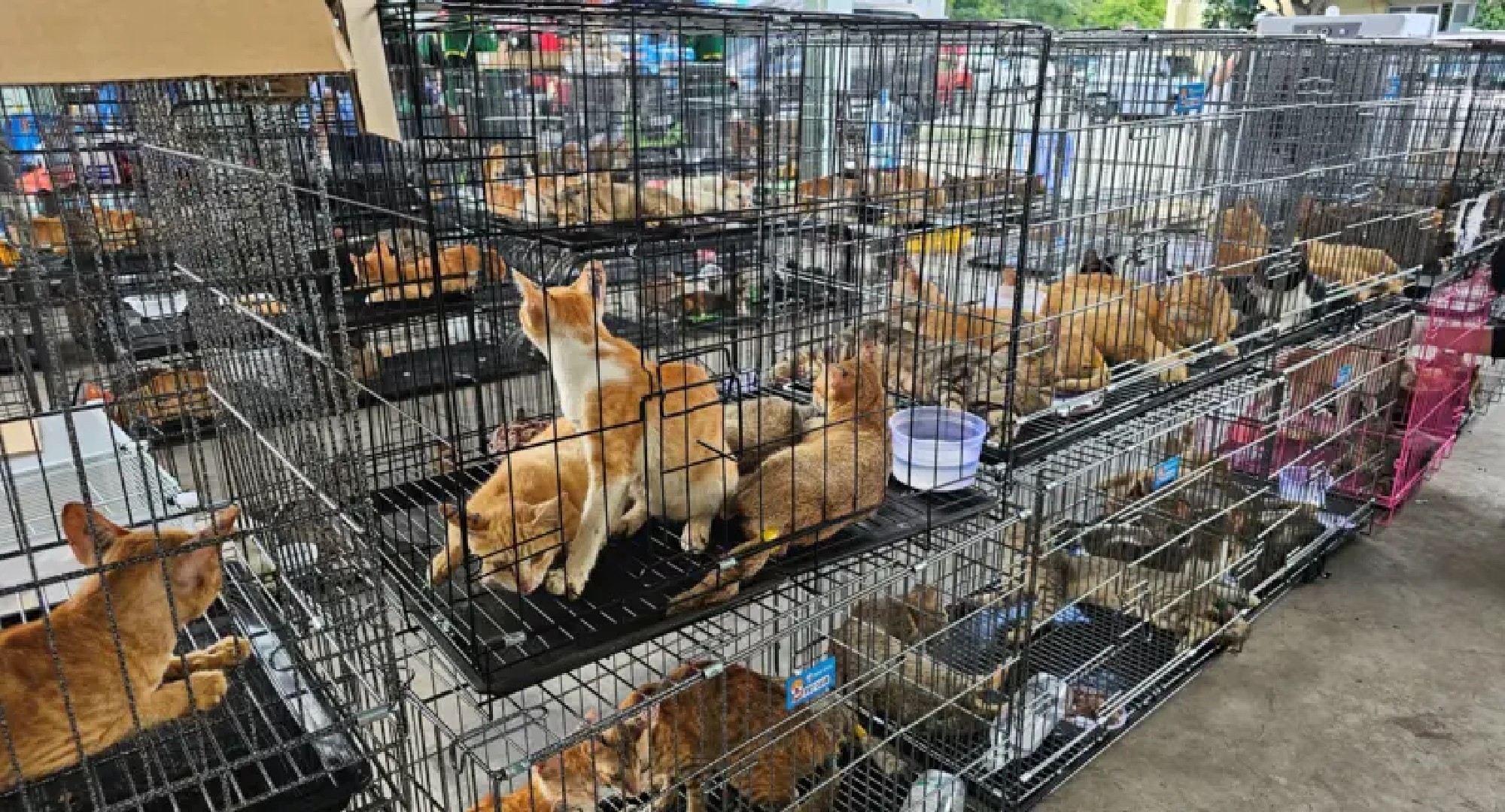 Rede que roubava gatos para consumo humano é desmantelada no Vietnã e centenas de animais são salvos