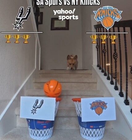 Cão-vidente que viralizou por prever vencedores em série crava Spurs campeão da NBA