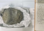 Fóssil esquecido em gaveta por 40 anos revela 1° dinossauro da Antártida