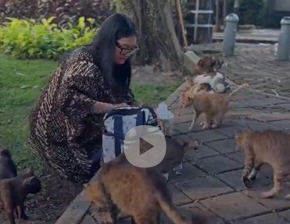 Indonésia cogita ‘ilha dos gatos’ como solução para gatos de rua