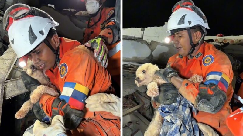 VÍDEO: cachorra é encontrada viva sob os escombros cinco dias após terremoto na Venezuela