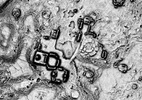 Arqueólogos descobrem cidade maia ‘virgem’ no México