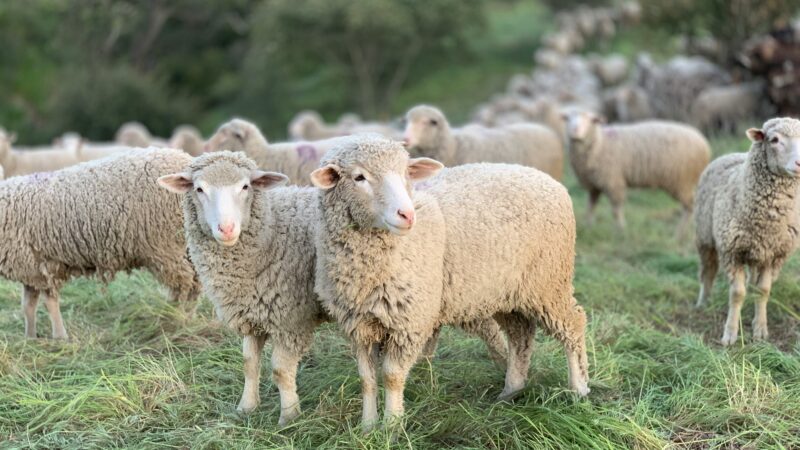 Mais ovelhas do que gente? Faça o QUIZ e descubra curiosidades do agro das seleções da Copa do Mundo