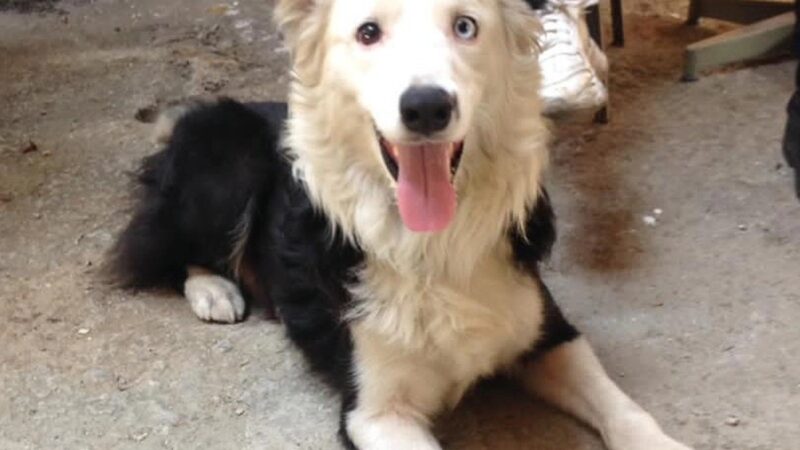 ‘Tsunami’: conheça o cão que saiu das ruas e virou herói ao resgatar vítimas de terremoto na Venezuela