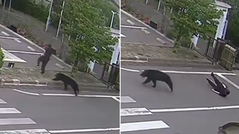 Urso deixa 4 feridos em área residencial no Japão; FOTOS mostram ataque