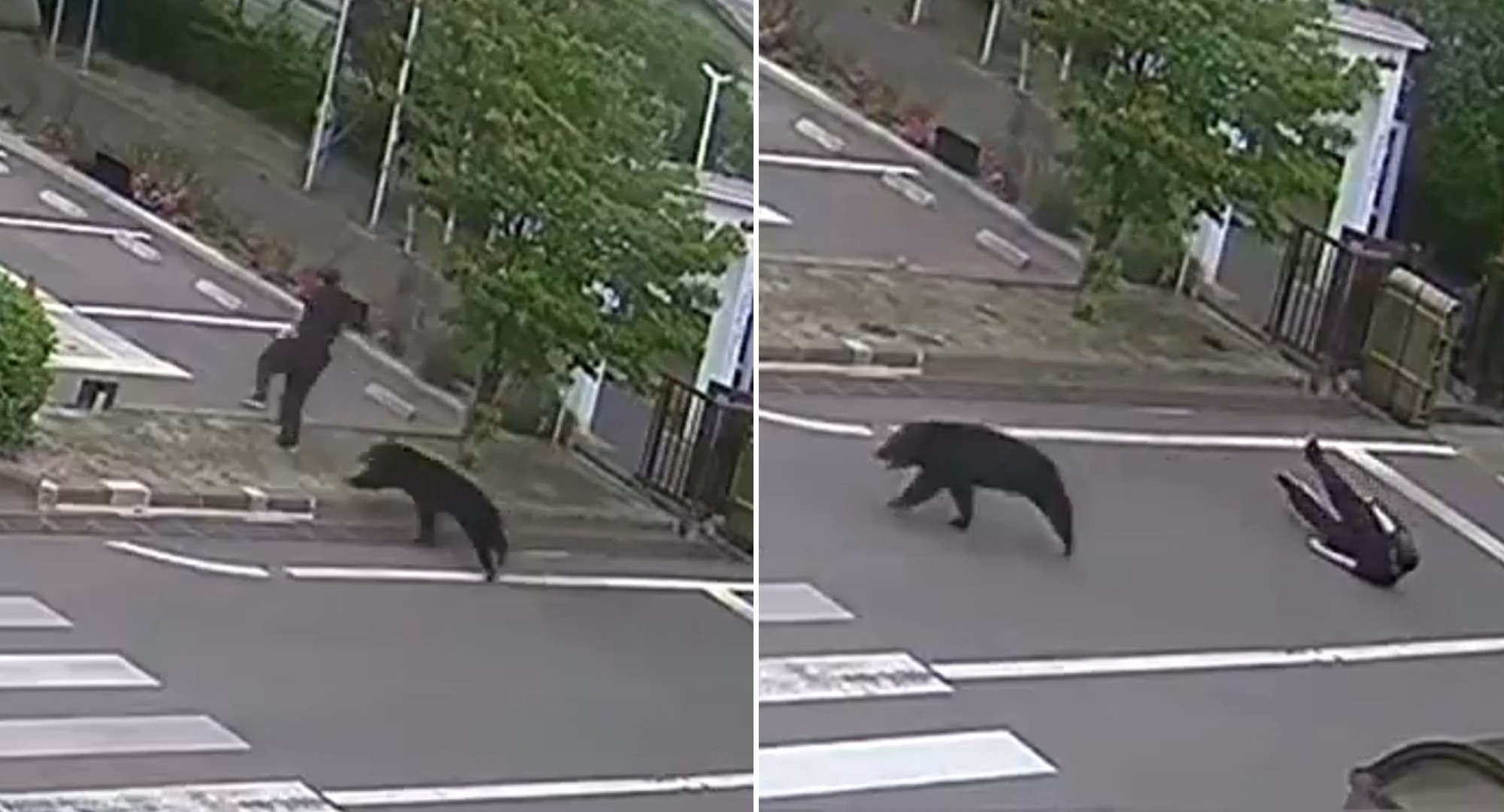 Urso deixa 4 feridos em área residencial no Japão; FOTOS mostram ataque