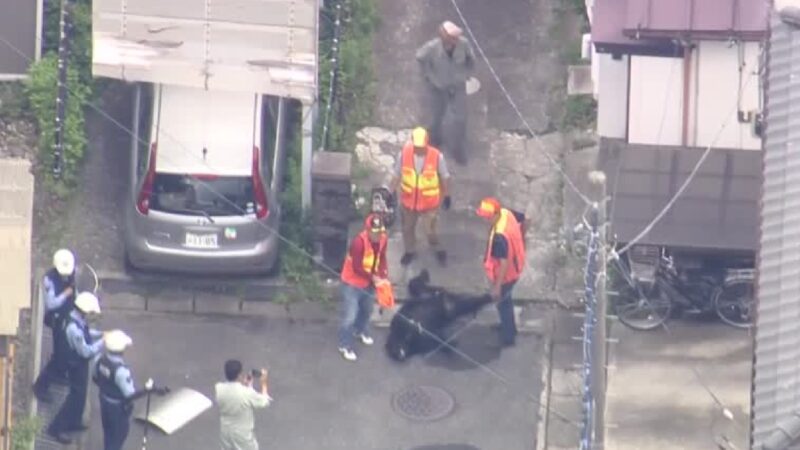 VÍDEO: urso é capturado após caçada de vários dias por área residencial no Japão