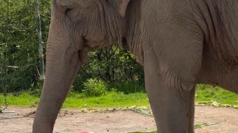 Elefante asiático prevê vitória do México sobre Coreia do Sul; assista