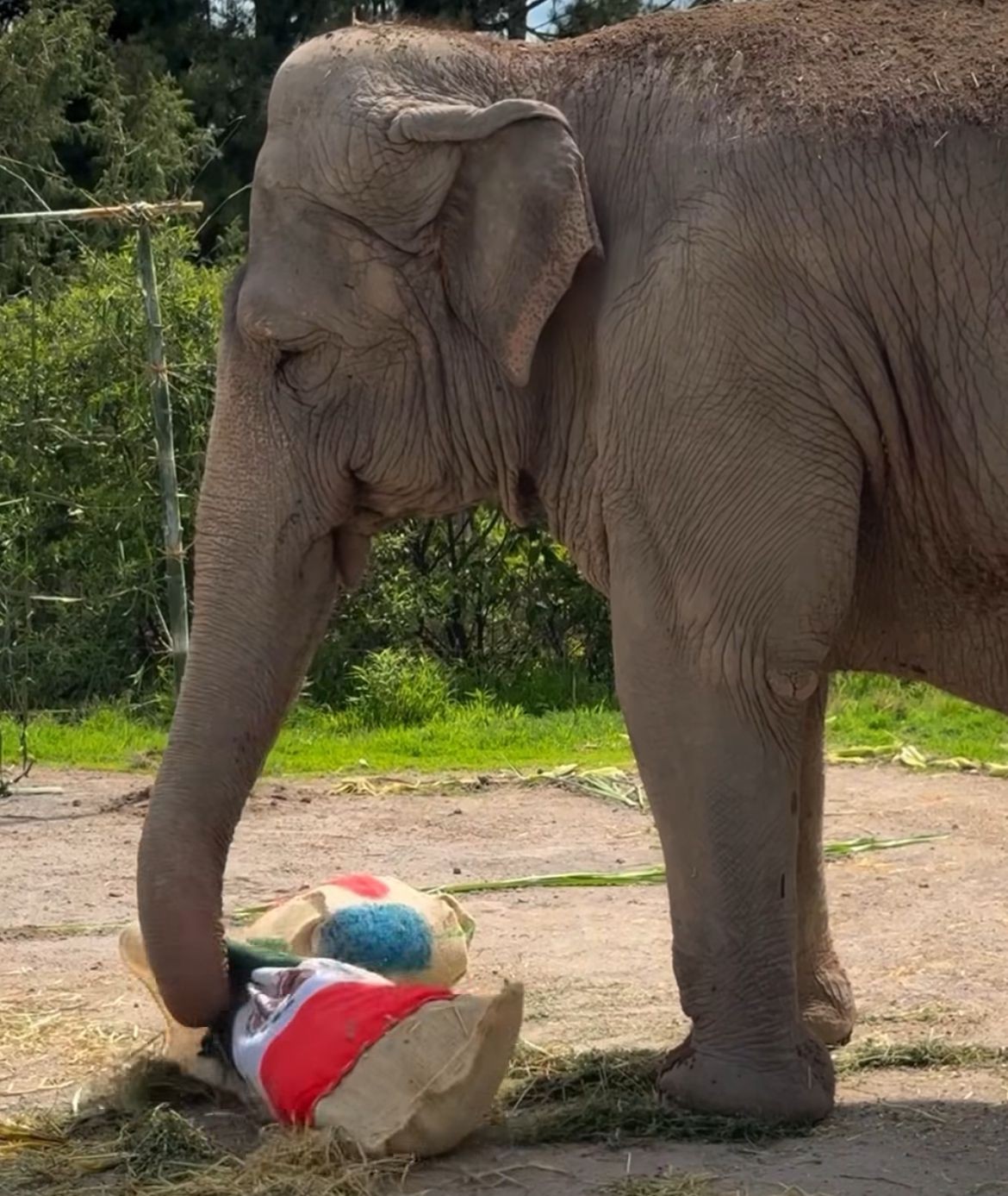Elefante asiático prevê vitória do México sobre Coreia do Sul; assista