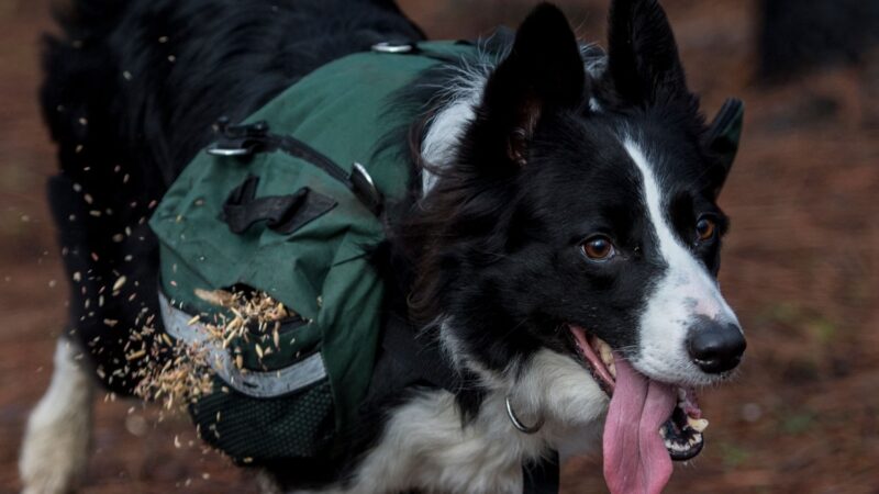 Companhia aérea permitirá cães de até 30 kg na cabine do avião