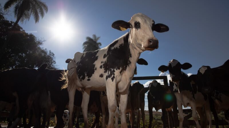 Como começar na produção de leite? Cartilha gratuita reúne orientações para produtores