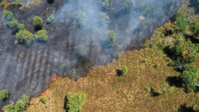 Impacto das mudanças climáticas pode equivaler a 3,3 milhões de anos de transformações nas vegetações tropicais