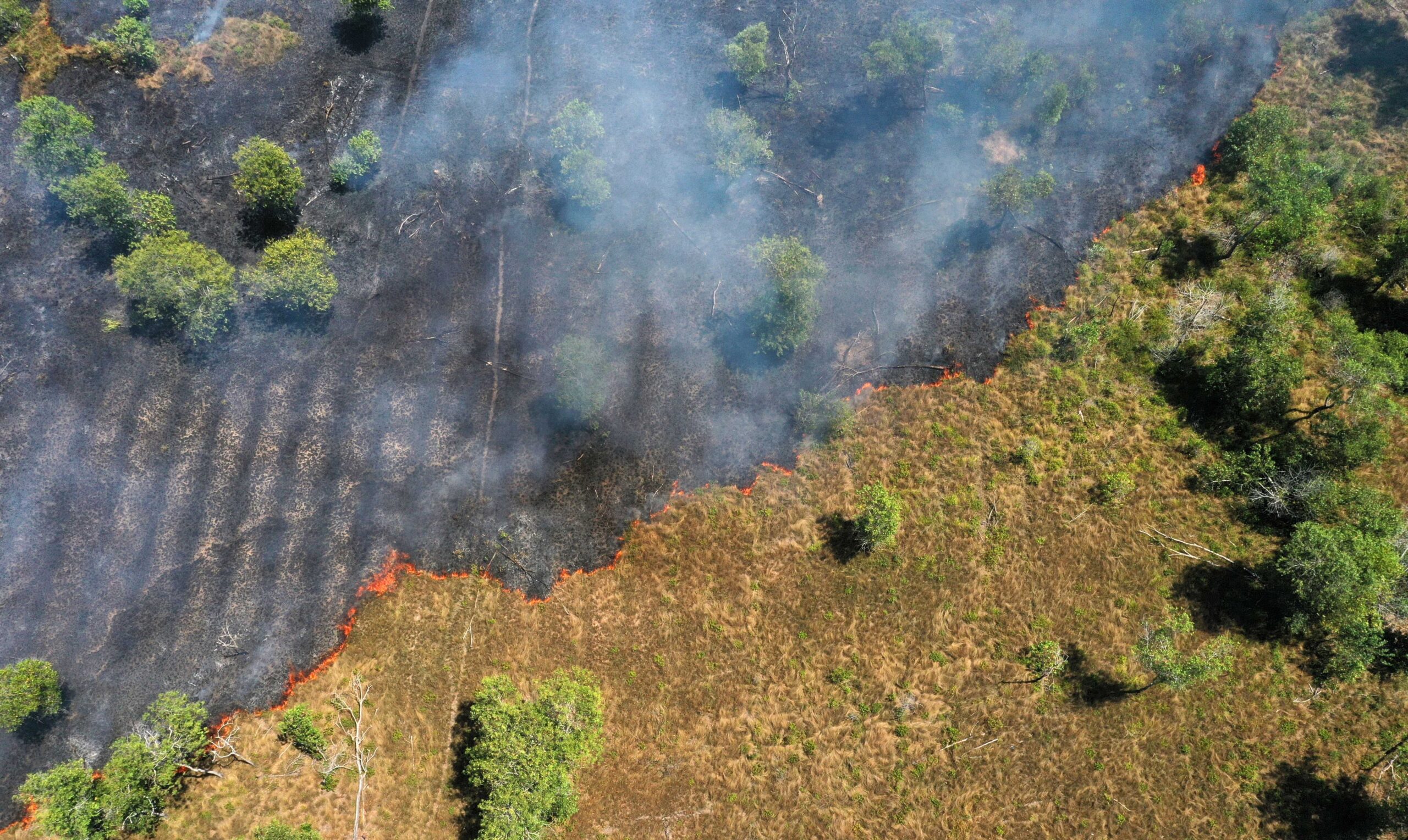 Impacto das mudanças climáticas pode equivaler a 3,3 milhões de anos de transformações nas vegetações tropicais