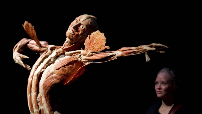 Morre criador de famosa exposição de cadáveres humanos; seu corpo será preservado com técnica que inventou