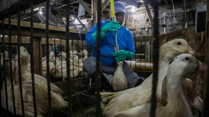 Veto ao foie gras no Brasil reacende tensão comercial com a França após acordo Mercosul-UE