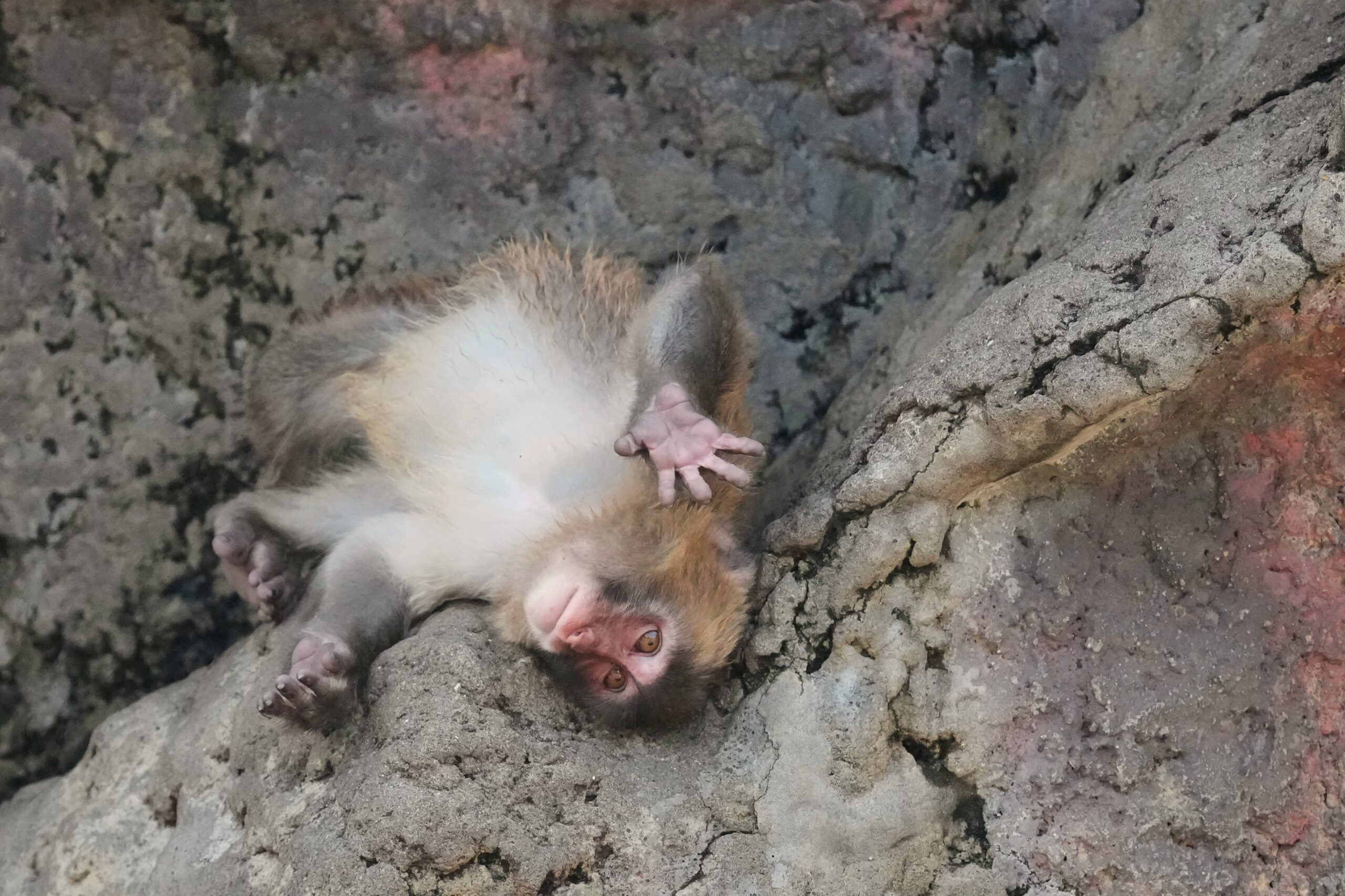 Sensação na internet, macaco Punch comemora seu 1º aniversário e ganha centenas de cartões; FOTOS