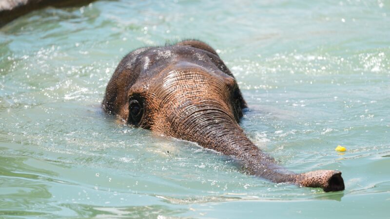 Onda de calor avança pelos EUA e coloca cerca de 70 milhões de pessoas sob alerta