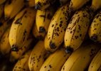 5 estratégias para evitar que a banana amadureça rápido