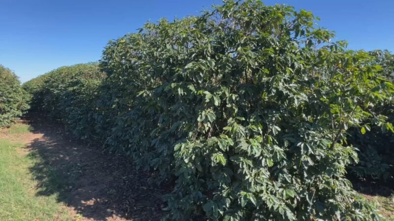 Temporais castigam cafezais e produtores aceleram colheita para salvar a safra no interior de SP