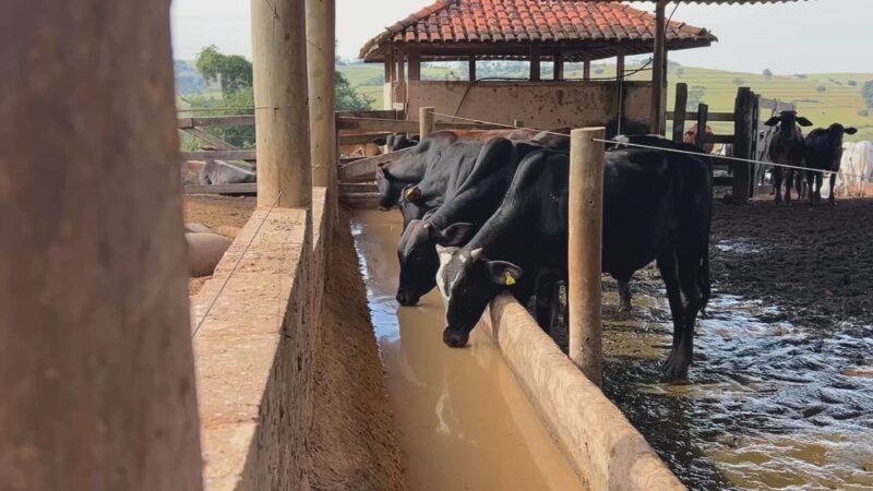 Silagem fortalece nutrição do gado nos períodos de estiagem