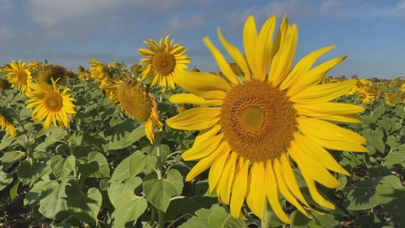 Cultivo de girassol vira alternativa de renda para produtores no interior de SP