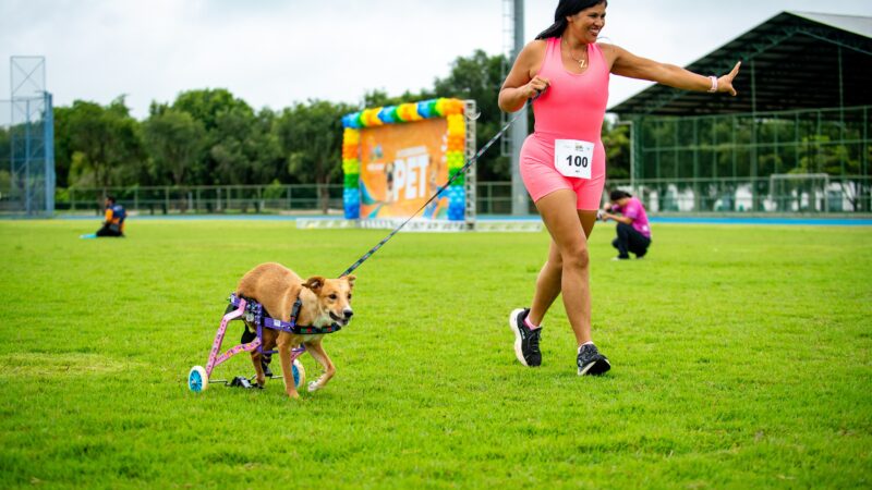 ‘Sobrevivente’: cadela supera limitações e participa de corrida pet, em Boa Vista