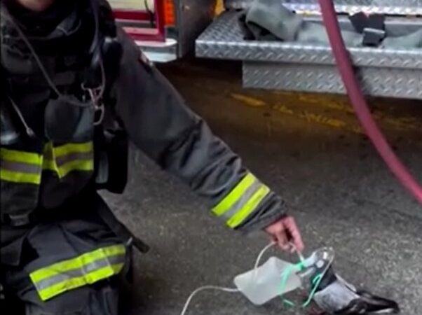 VÍDEO: Bombeiros levam oxigênio a pombo que passou mal por inalar fumaça nos EUA