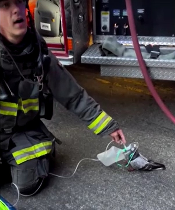 VÍDEO: Bombeiros levam oxigênio a pombo que passou mal por inalar fumaça nos EUA